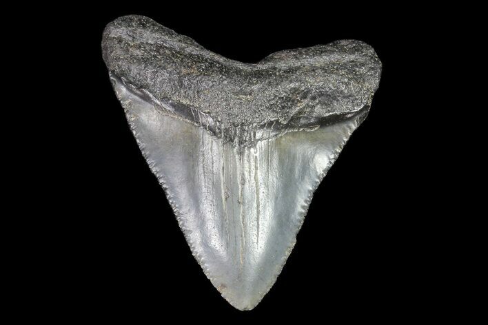 Serrated, Juvenile Megalodon Tooth #74284